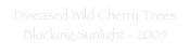 Diseased Wild Cherry Trees Blocking Sunlight - 2005